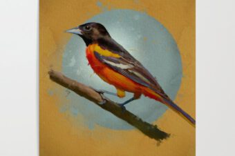 THE BALTIMORE ORIOLE  Poster