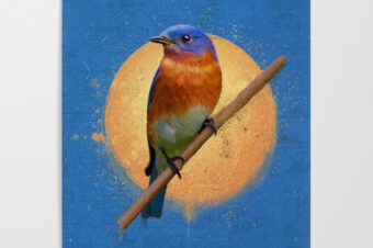 The Eastern Bluebird  Poster