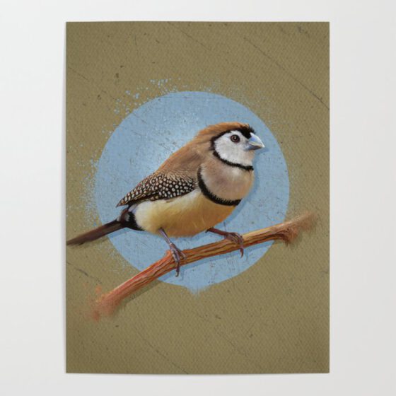 THE OWL FINCH  Poster