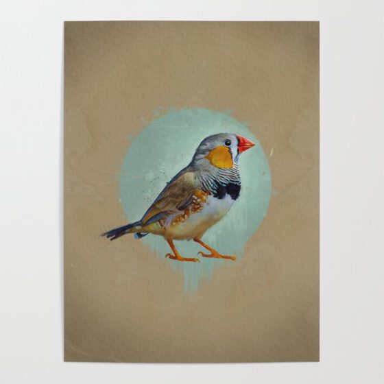 THE ZEBRA FINCH  Poster